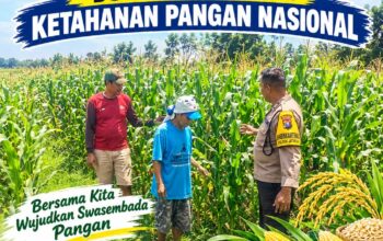 Polsek Jatirogo Polresta Tuban Turun ke Ladang, Kawal Langsung Jagung Warga Desa Bader