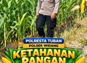 Mendukung Program Ketahanan Pangan, Bhabinkamtibmas Monitoring Pertumbuhan Jagung