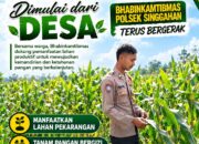 Anggota Polsek Singgahan Polresta Tuban Turun Cek Tanaman jagung Warga di Desa Lajo Kidul