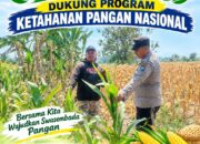 Polsek Palang Dukung Ketahanan Pangan Nasional Melalui Pemantauan Lahan Jagung