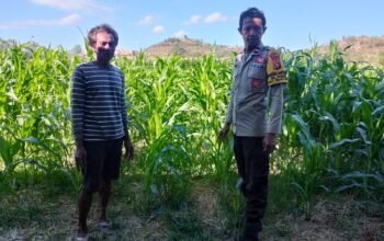 Dukung Program Asta Cita Presiden RI, Bhabinkamtibmas Desa Pernek Pantau Tanaman Jagung dan Dorong Pemanfaatan Pekarangan Pangan Bergizi