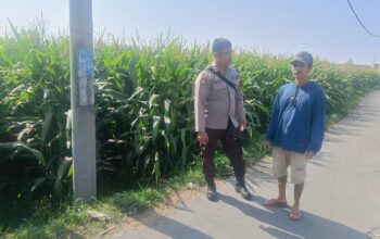 Bhabinkamtibmas Desa Terara Monitoring Lahan Pertanian, Polri Dukung Ketahanan Pangan Nasional