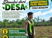 Anggota Polsek Singgahan Polresta Tuban Turun Cek Tanaman jagung Warga di Desa Tingkis