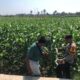 Dukung Program Ketahanan Pangan Nasional, Bhabinkamtibmas Desa Rhee Sambangi Petani Jagung di Dusun Penyampang