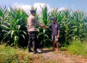 Dukung Asta Cita Presiden RI, Bhabinkamtibmas Desa Motong Dampingi Petani Jagung dan Dorong Optimasi Pekarangan Pangan