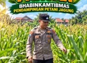 Mendukung Program Ketahanan Pangan, Bhabinkamtibmas Monitoring Pertumbuhan Jagung