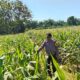 DUKUNG KETAHANAN PANGAN! Polsek Jatirogo Cek Lahan Jagung Warga Desa Demit