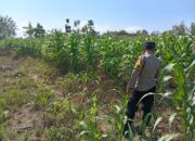 Kawal Swasembada Pangan, Polsek Jatirogo Pantau Langsung Tanaman Jagung di Paseyan
