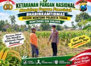 Mendukung Asta Cita Presiden bhabinkamtibmas Polsek Montong Polresta Tuban Pantau Kodisi Tanaman Jagung Milik Warga Desa pakel