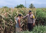Bhabinkamtibmas Desa Leu pantau perkembangan jagung, dukung ketahanan pangan
