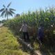 Dukung Swasembada Pangan Presiden RI, Bhabinkamtibmas Desa Pukat Dampingi Petani Cek Perkembangan Tanaman Jagung