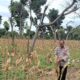 Polri Dukung Astacita, Polsek Merakurak Polresta Tuban Turun Cek Tanaman Jagung Warga di Desa Tuwiri Wetan