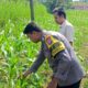 ANGGOTA POLSEK GRABAGAN SAMBANG DESA BINAAN, PANTAU LAHAN JAGUNG DAN MEMASTIKAN SISTEM IRIGASI MASIH LANCAR