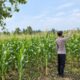 Dukung Ketahanan Pangan Nasional, Bhabinkamtibmas Polsek Tambakboyo Monitoring Lahan Jagung Binaan