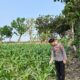 Anggota Polsek Singgahan Polresta Tuban Turun Cek Tanaman jagung Warga di Desa Mulyorejo