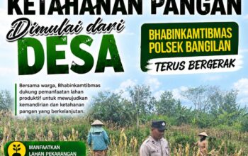 POLSEK BANGILAN DUKUNG KETAHANAN PANGAN TANAMAN JAGUNG DIWILAYAH KEC BANGILAN KAB TUBAN